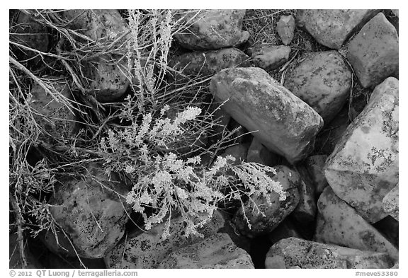 Close up of flowers and rocks used in Ancestral Puebloan structures. Mesa Verde National Park, Colorado, USA.