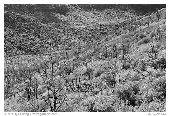 Canyon with burned trees and brush in fall colors. Mesa Verde National Park, Colorado, USA.