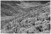 Canyon with burned trees and brush in fall colors. Mesa Verde National Park, Colorado, USA. (black and white)