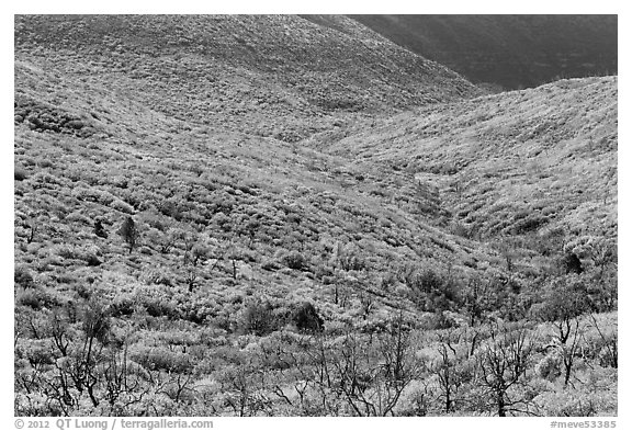 Slopes covered with shrubs in brillant autumn color. Mesa Verde National Park (black and white)