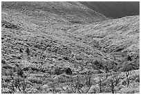 Slopes covered with shrubs in brillant autumn color. Mesa Verde National Park, Colorado, USA. (black and white)