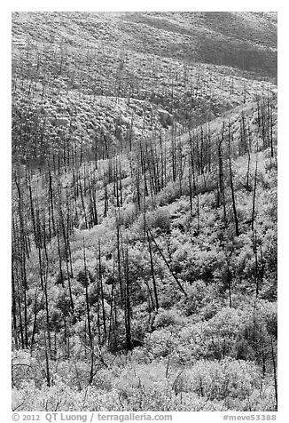 Burned forest and vividly colored shurbs in autumn. Mesa Verde National Park, Colorado, USA.