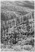 Burned forest and vividly colored shurbs in autumn. Mesa Verde National Park, Colorado, USA. (black and white)