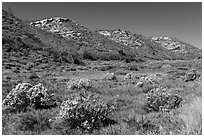 Pratter Canyon in autumn. Mesa Verde National Park ( black and white)