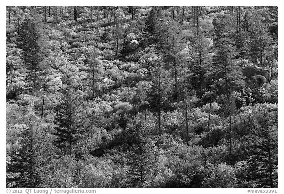 Slope with pine trees and shurbs in autumn foliage. Mesa Verde National Park (black and white)