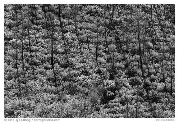 Slope with burned trees, shadows, and shurbs in autumn foliage. Mesa Verde National Park, Colorado, USA.