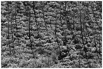 Slope with burned trees, shadows, and shurbs in autumn foliage. Mesa Verde National Park, Colorado, USA. (black and white)