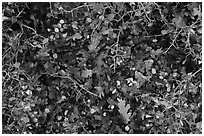 Close-up of bare branches and fallen leaves. Mesa Verde National Park ( black and white)