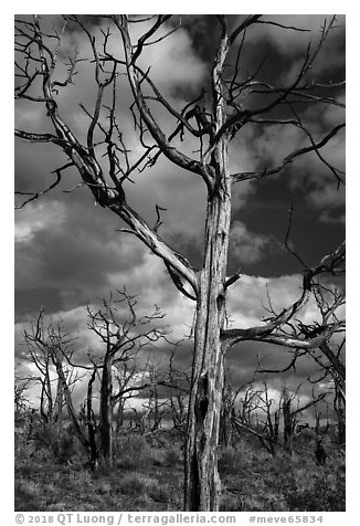 Standing skeletons of burned trees, Wetherill Mesa. Mesa Verde National Park (black and white)