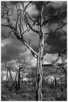Standing skeletons of burned trees, Wetherill Mesa. Mesa Verde National Park ( black and white)