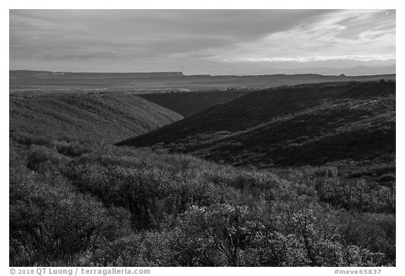 Mountain shrub community on cuesta, Wetherill Mesa. Mesa Verde National Park (black and white)