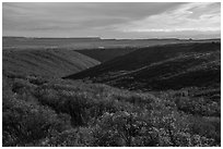 Mountain shrub community on cuesta, Wetherill Mesa. Mesa Verde National Park ( black and white)