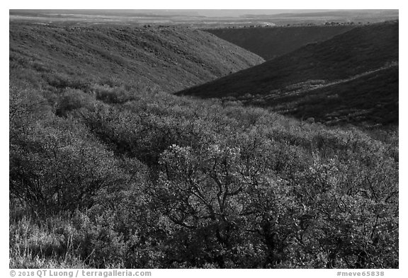 Gambel oak and Utah serviceberry brighten Wetherill Mesa slopes in autumn. Mesa Verde National Park (black and white)