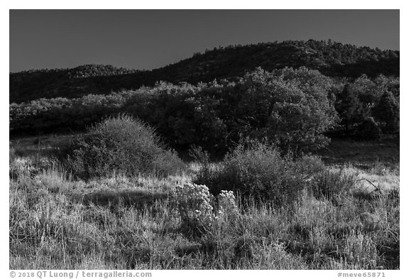 Frozen grasses and oaks. Mesa Verde National Park (black and white)