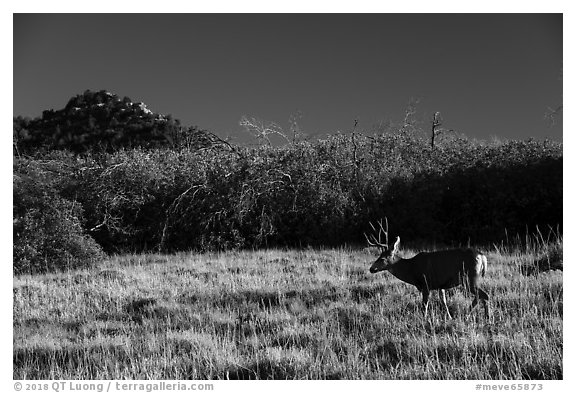 Deer and Gambel Oak. Mesa Verde National Park (black and white)
