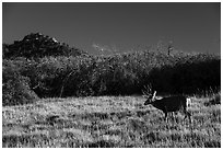 Deer and Gambel Oak. Mesa Verde National Park ( black and white)