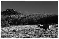 Deer and Gambel Oak. Mesa Verde National Park ( black and white)