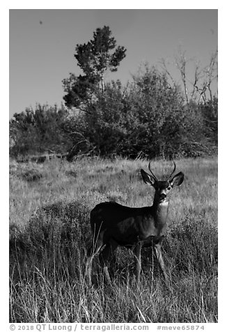 Dear in autumn. Mesa Verde National Park (black and white)