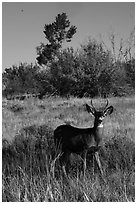 Dear in autumn. Mesa Verde National Park ( black and white)