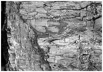 Colorful fossilized log close-up. Petrified Forest National Park, Arizona, USA. (black and white)