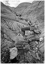 Petrified logs and Blue Mesa. Petrified Forest National Park ( black and white)