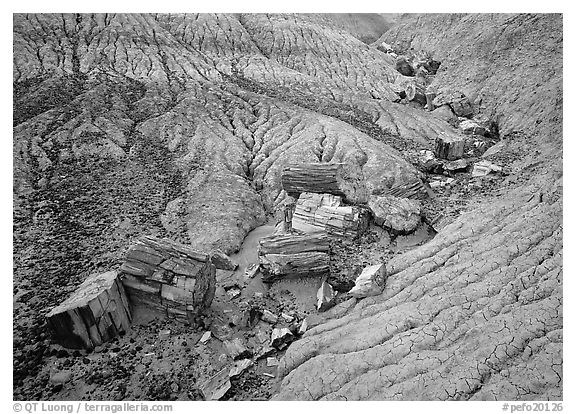 Petrified logs in Blue Mesa. Petrified Forest National Park (black and white)