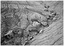 Petrified logs in Blue Mesa. Petrified Forest National Park, Arizona, USA. (black and white)