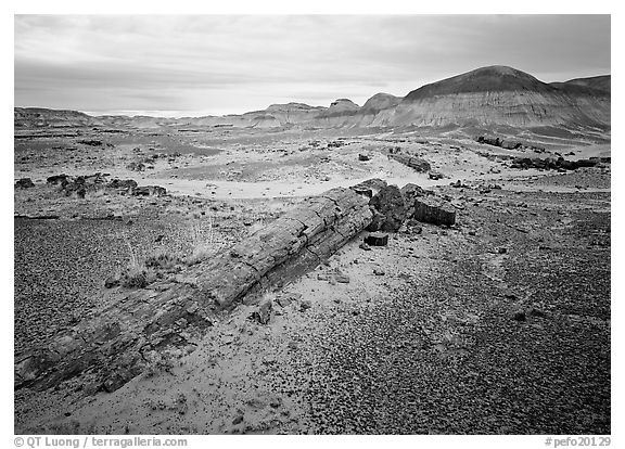 Long petrified log, Long Logs area. Petrified Forest National Park (black and white)