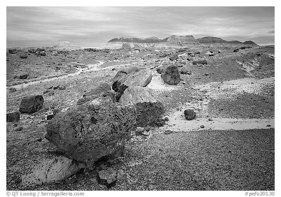 Colorful fossilized wood section from Triassic Era and badlands. Petrified Forest National Park (black and white)