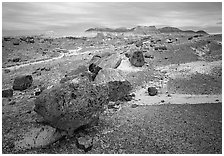 Colorful fossilized wood section from Triassic Era and badlands. Petrified Forest National Park, Arizona, USA. (black and white)