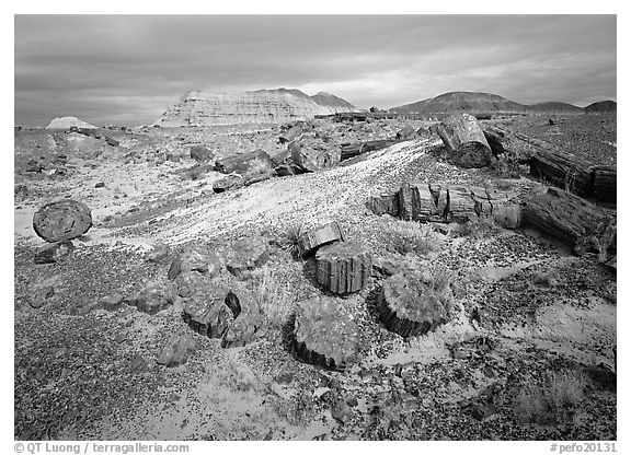 Petrified log and prehistoric-looking badlands. Petrified Forest National Park, Arizona, USA.