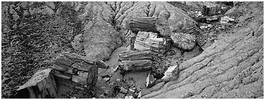 Petrifed logs in badland folds. Petrified Forest National Park (Panoramic black and white)