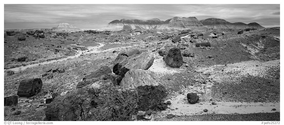 Landscape of colorful petrified logs and badlands. Petrified Forest National Park (black and white)