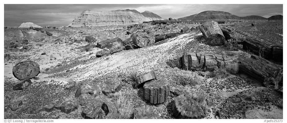 Colorful sections of petrified wood. Petrified Forest National Park (black and white)