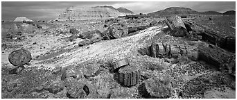 Colorful sections of petrified wood. Petrified Forest National Park (Panoramic black and white)