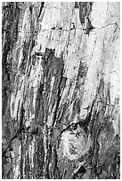 Detail of Triassic Era fossilized wood. Petrified Forest National Park, Arizona, USA. (black and white)