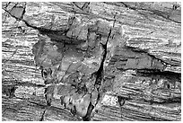 Petrified log detail with bark. Petrified Forest National Park, Arizona, USA. (black and white)