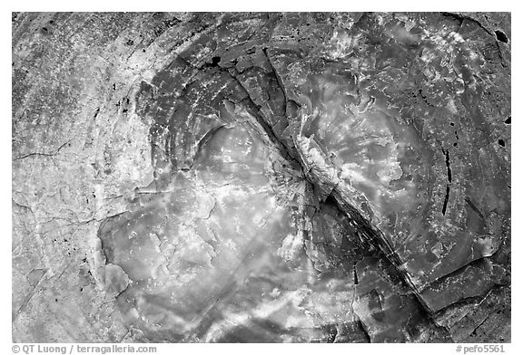 Petrified wood close-up. Petrified Forest National Park (black and white)