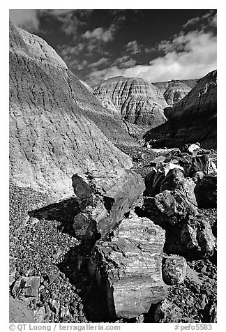 Colorful fossilized logs in Blue Mesa, afternoon. Petrified Forest National Park, Arizona, USA.