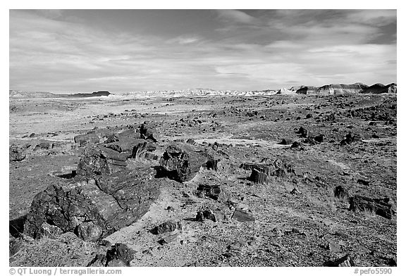 Long Logs area, with highest concentration of petrified wood in  Park, morning. Petrified Forest National Park, Arizona, USA.