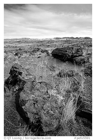 Multi-hued large petrified logs and badlands in Long Logs area. Petrified Forest National Park (black and white)