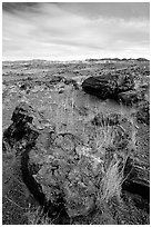 Multi-hued large petrified logs and badlands in Long Logs area. Petrified Forest National Park, Arizona, USA. (black and white)