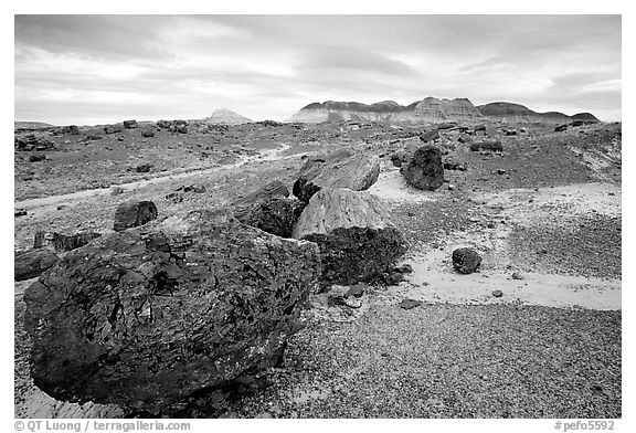 Colorful large fossilized logs and badlands of Chinle Formation, Long Logs area. Petrified Forest National Park, Arizona, USA.