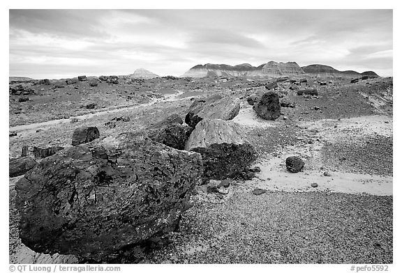 Colorful large fossilized logs and badlands of Chinle Formation, Long Logs area. Petrified Forest National Park, Arizona, USA.