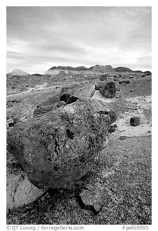 Triassic Era large petrified logs and badlands, Long Logs area. Petrified Forest National Park (black and white)