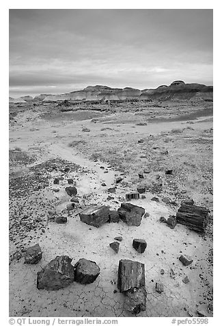 Colorful slices of petrified wood and badlands in Long Logs area. Petrified Forest National Park (black and white)