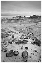 Colorful slices of petrified wood and badlands in Long Logs area. Petrified Forest National Park ( black and white)