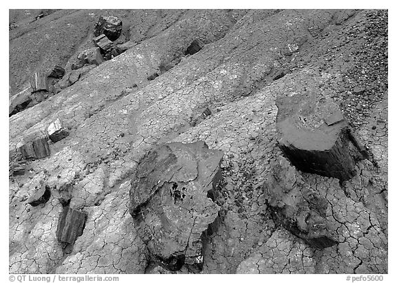 Red slices of petrified wood and blue clay, Long Logs area. Petrified Forest National Park (black and white)