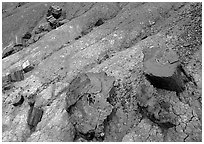 Red slices of petrified wood and blue clay, Long Logs area. Petrified Forest National Park, Arizona, USA. (black and white)