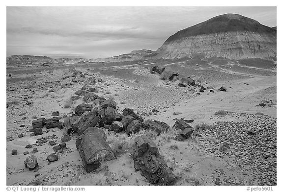 Fossilized wood on soft layer of earth made of mud, sand, and ash. Petrified Forest National Park (black and white)